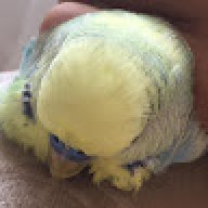 TurkishNapim